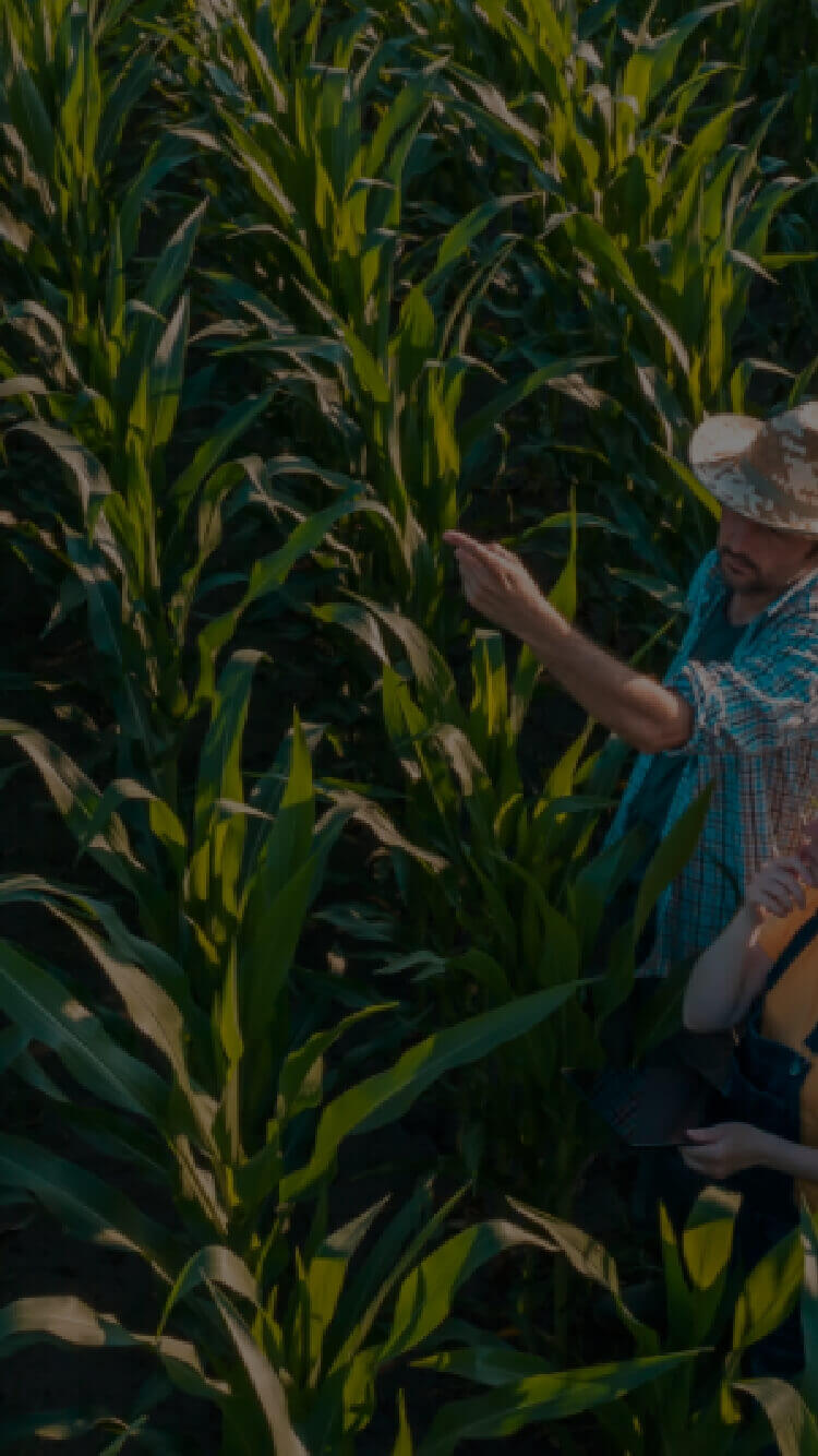 Twee boeren in vrijetijdskleding en met hoed op inspecteren maïsplanten op een veld.