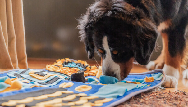 Een hond snuffelt vrolijk aan een felgekleurde Snuffies-snuffelmat in een gezellige kamer.