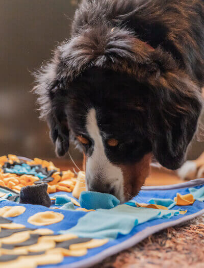 Een nieuwsgierige hond verkent een kleurrijke Snuffies-puzzelmat die op de vloer ligt.