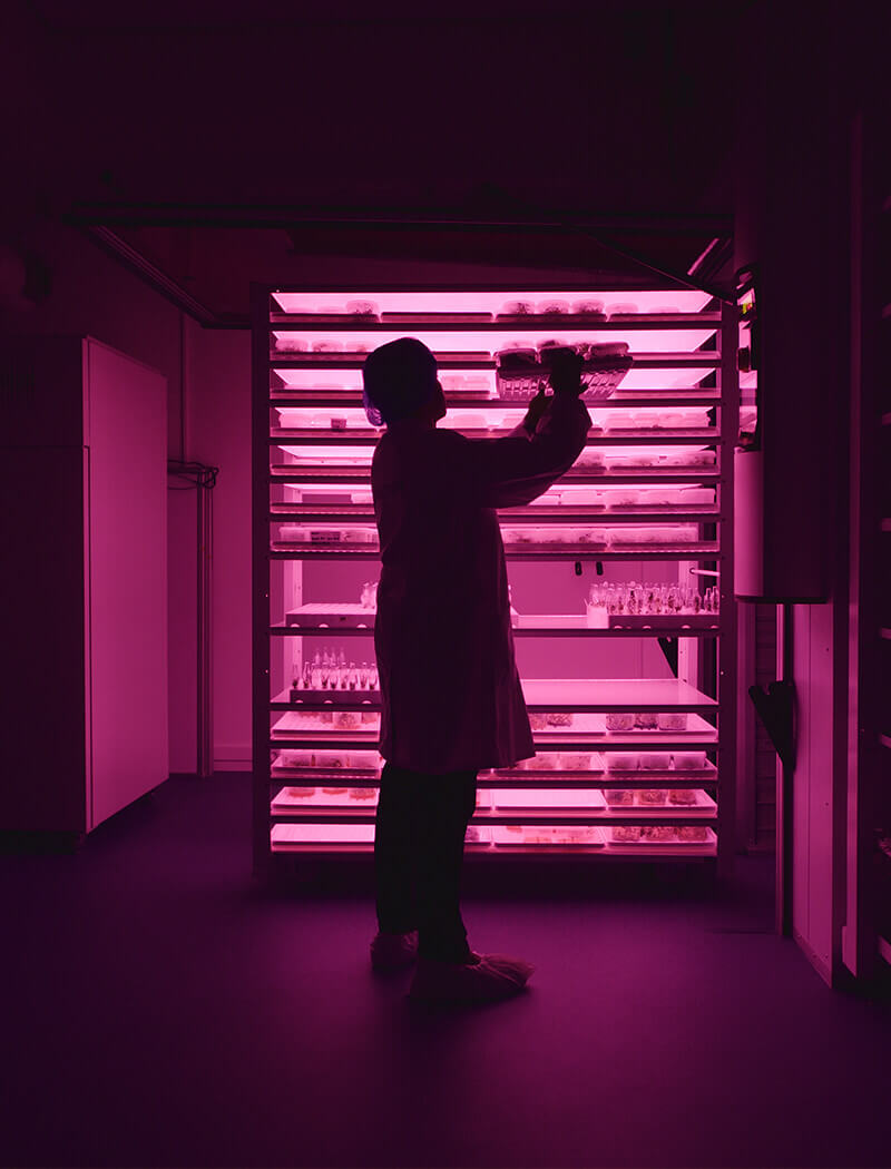 Een onderzoeker in laboratoriumjas inspecteert bakken onder roze kweeklampen en benadrukt de innovatie op het gebied van stedelijke landbouw van Viscon Group.