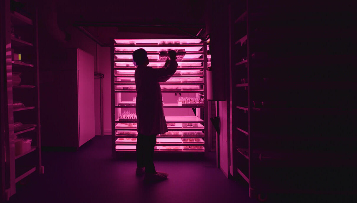 Bij schemerlicht benadrukt een persoon in laboratoriumjas de innovaties van Viscon Group, terwijl hij een plant vasthoudt onder roze kweeklampen.