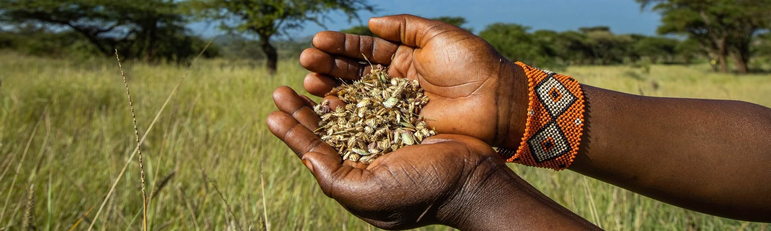 De handen houden sprinkhanen vast, omgeven door hoog gras en bomen, en een kralenarmband siert de pols.