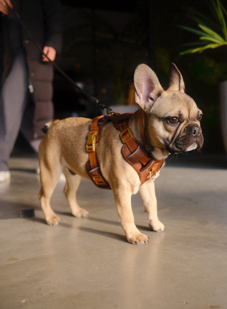 Franse Bulldog met harnas aan de lijn, staand op een gladde vloer naast planten.