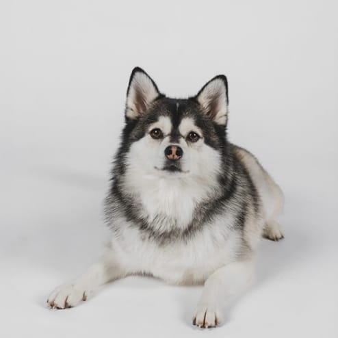 Een pluizige zwart-witte hond ligt tegen een witte achtergrond en staart voor zich uit.