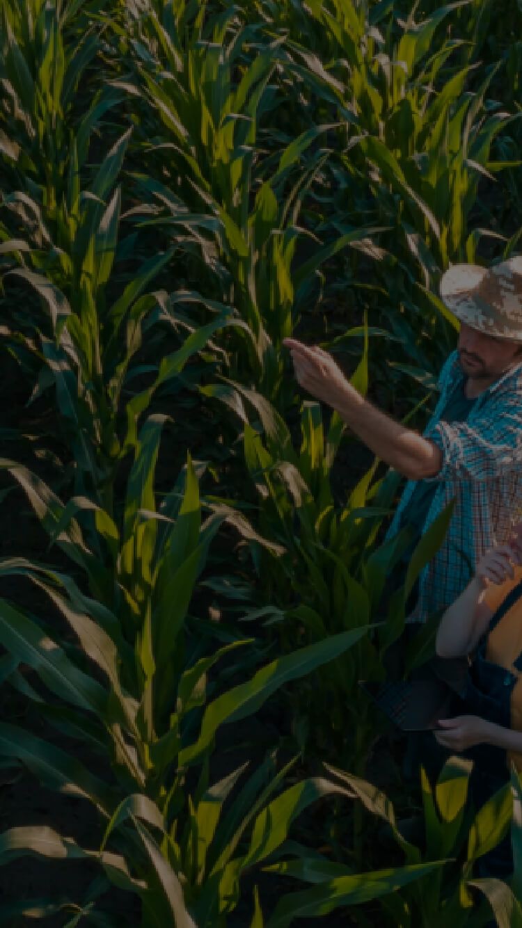 Twee boeren in vrijetijdskleding en met hoed op inspecteren maïsplanten op een veld.