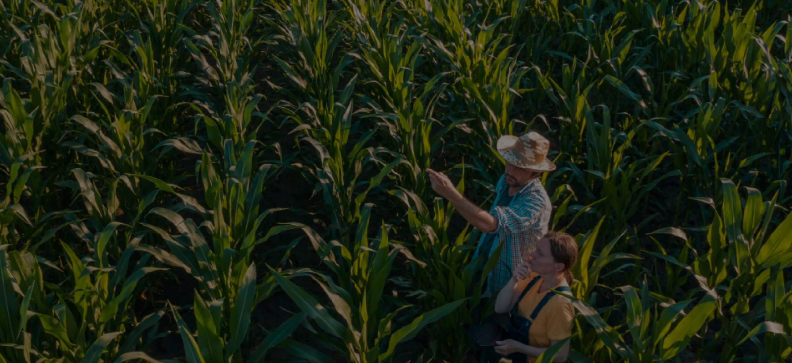 Twee mensen wandelen door een zonnig, weelderig korenveld en inspecteren de hoge, groene planten.