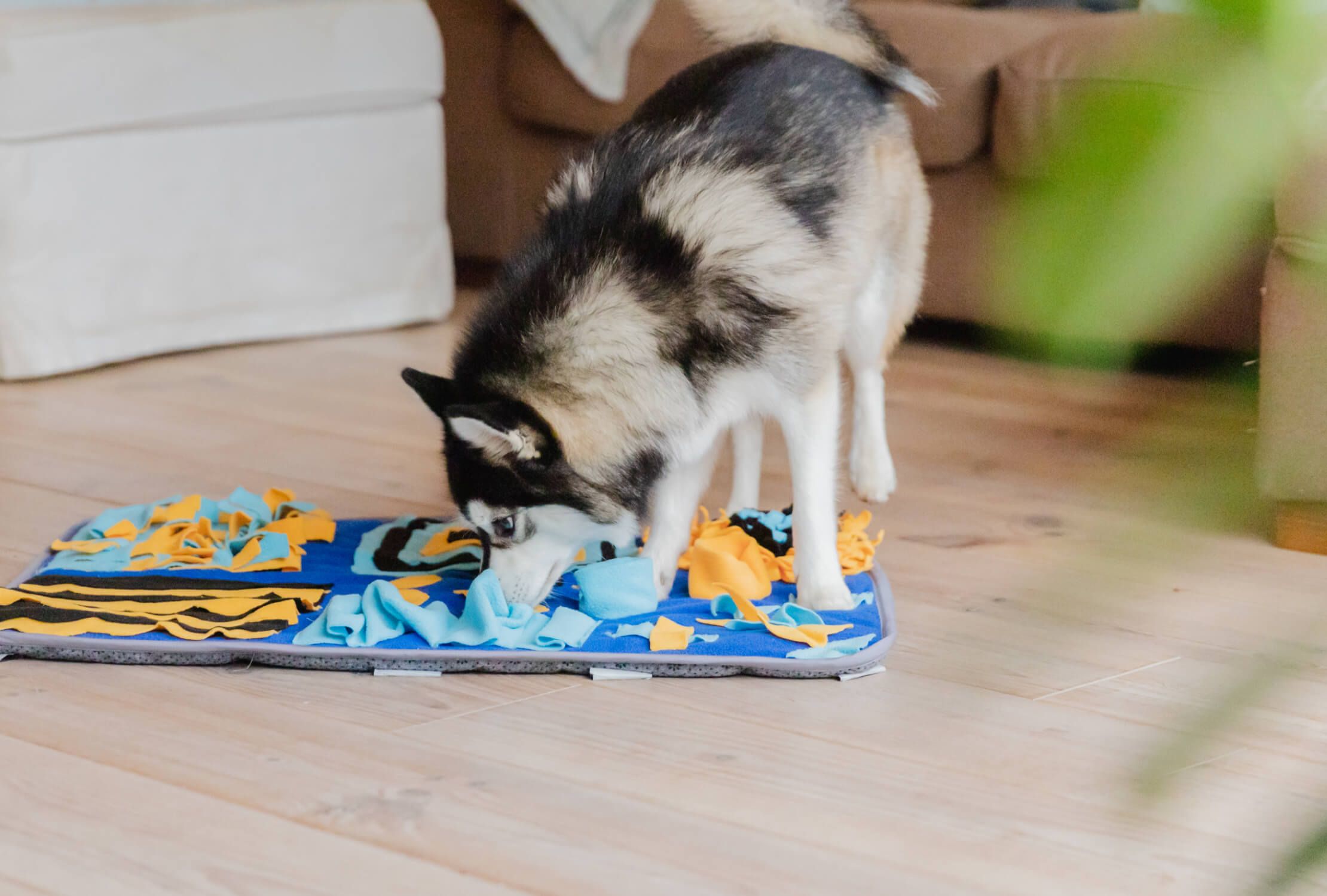 Een hond verkent een kleurrijke Snuffies-snuffelmat op de vloer van de woonkamer.
