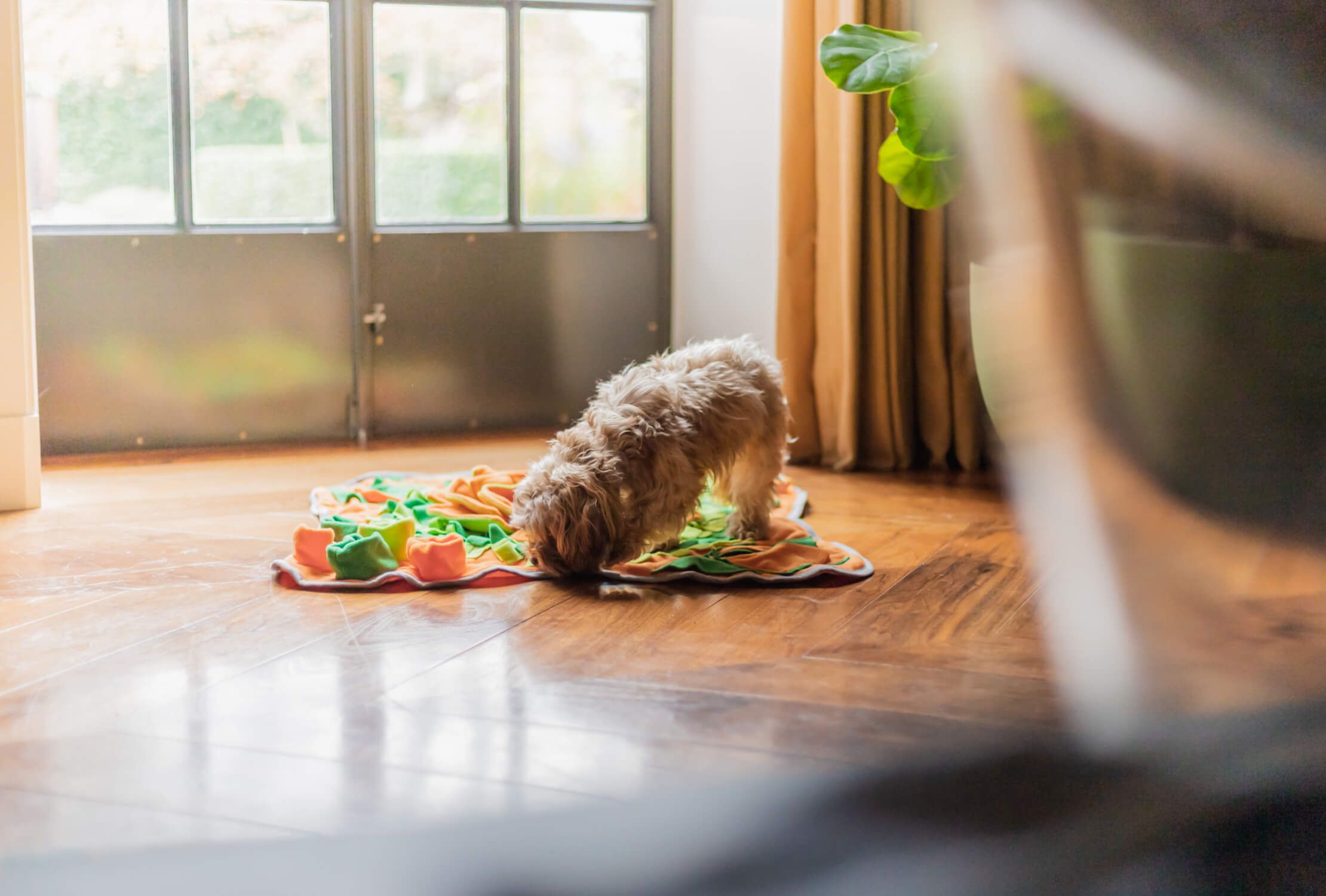 Een pluizige Snuffies-hond snuffelt aan een kleurrijk dekentje op een zonnige houten vloer bij het raam.