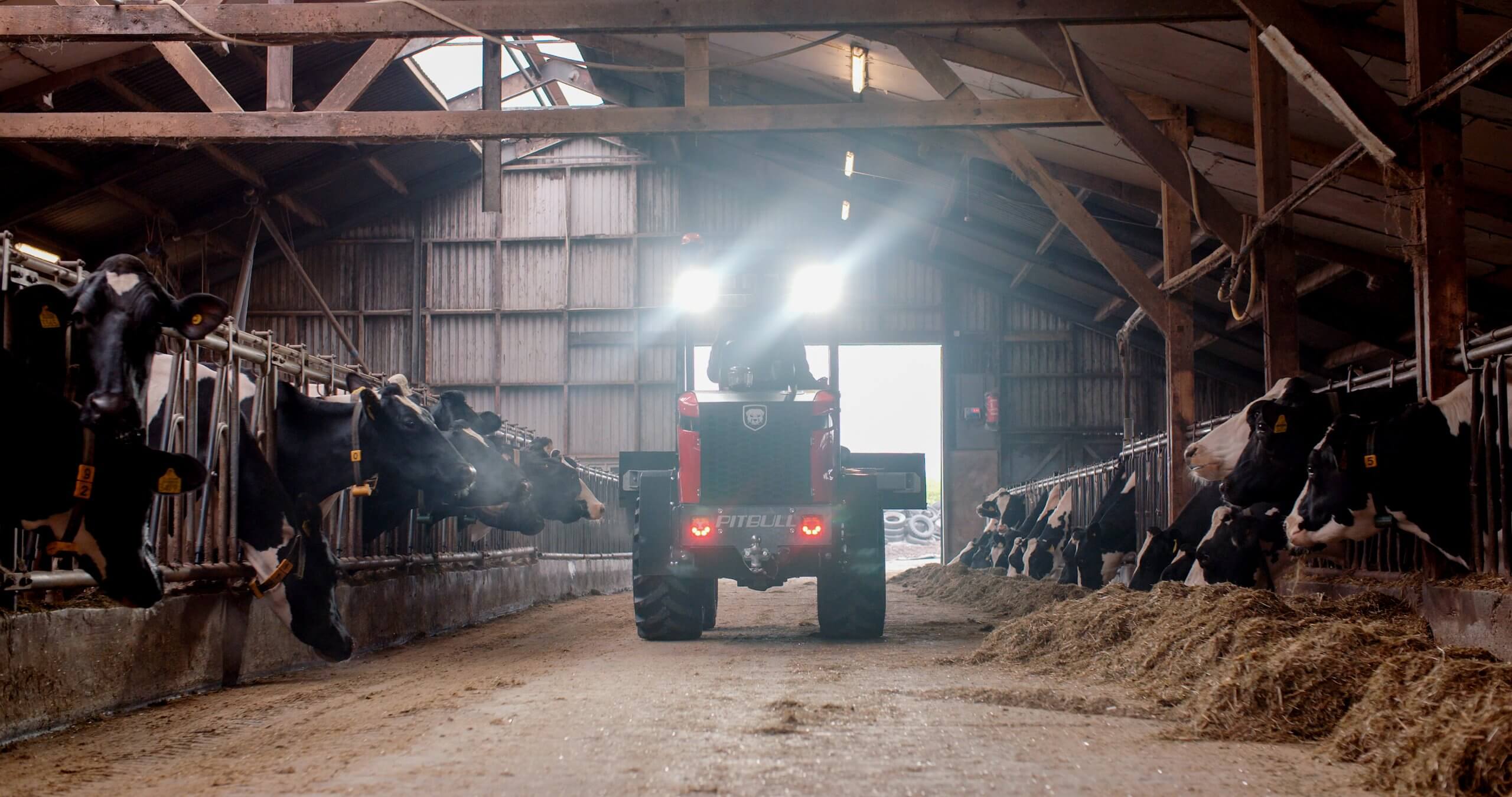 Een schuurtractor voedt de koeien die aan weerszijden op een rij staan opgesteld.