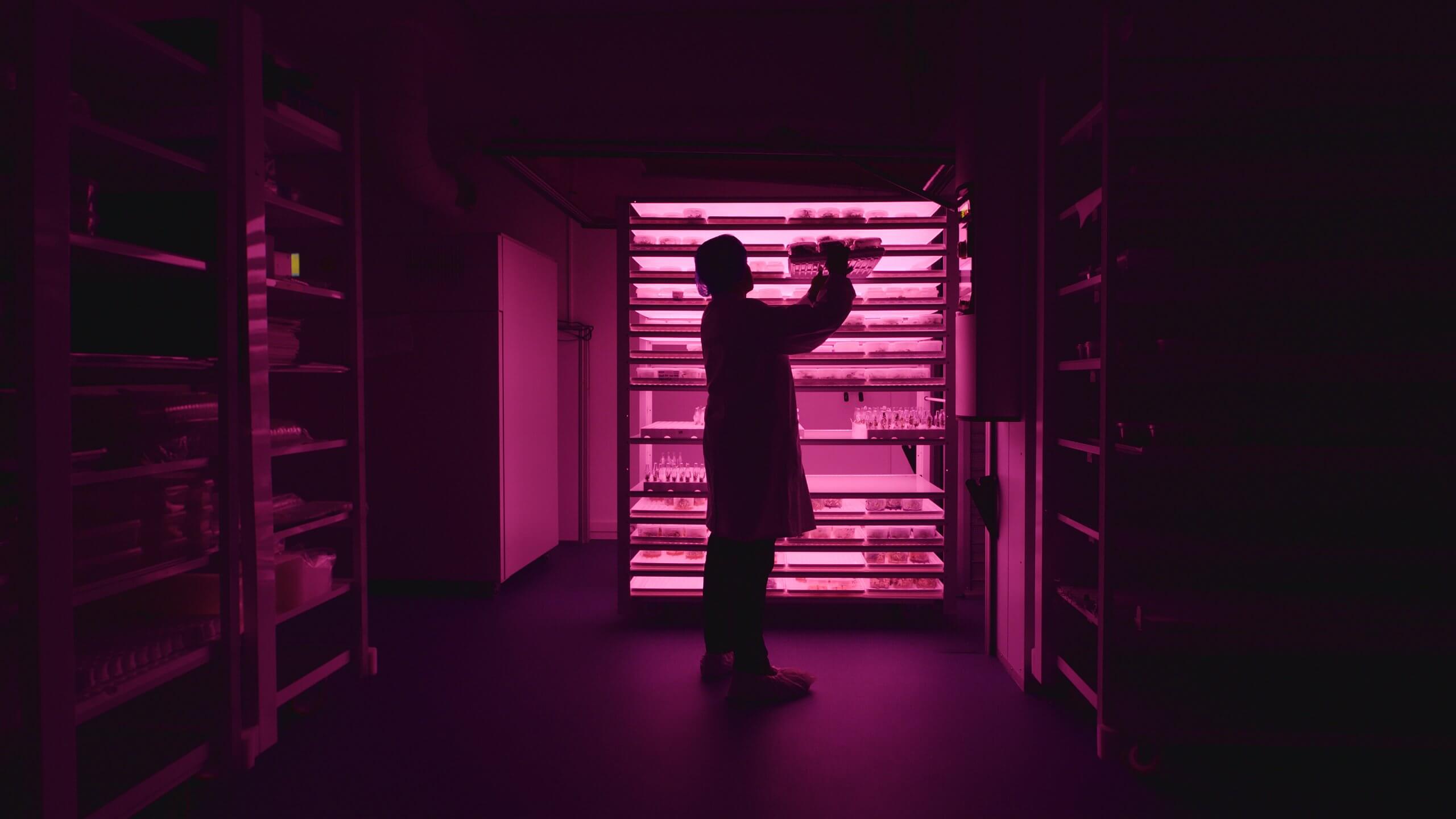 In een verticale boerderij controleert iemand de planten onder roze lampen, een weerspiegeling van de duurzame landbouwtechnologische innovaties van Viscon Group.