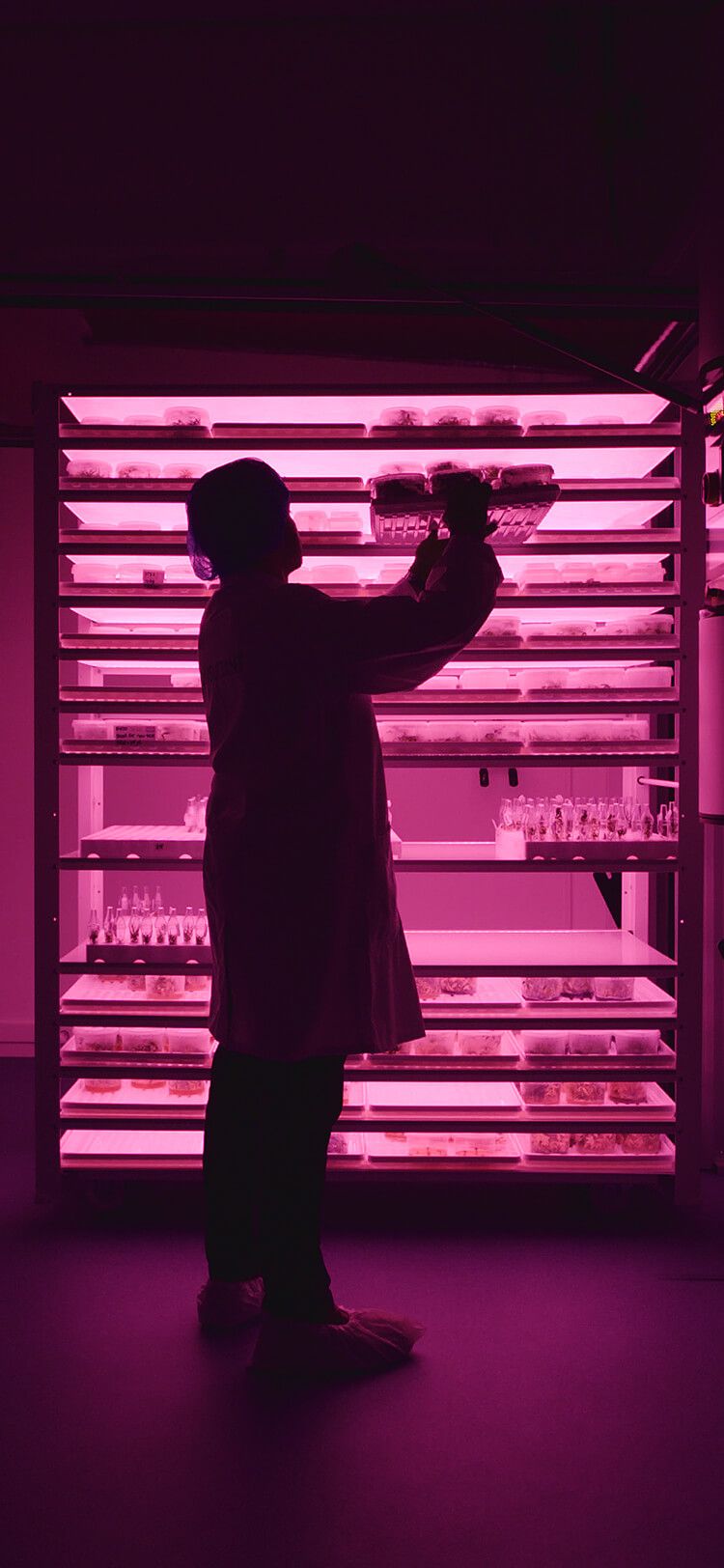 Persoon organiseert bakken onder roze kweeklampen, een weerspiegeling van de efficiënte hightech landbouw van Viscon Group.