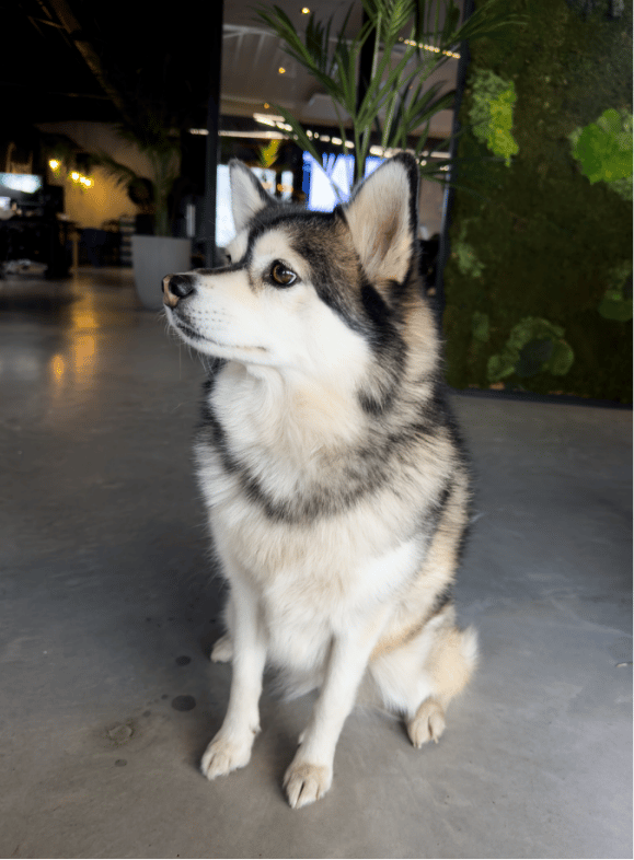 Een zwart-witte, pluizige hond zit op beton en kijkt naar links.